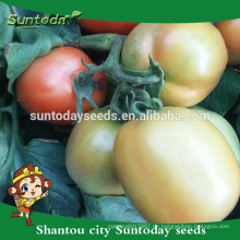 Suntoday rio grande determined pflanzen rote cherryshape Asiatische gemüse hybrid F1 Organische syngenta tomatensamen (22014)